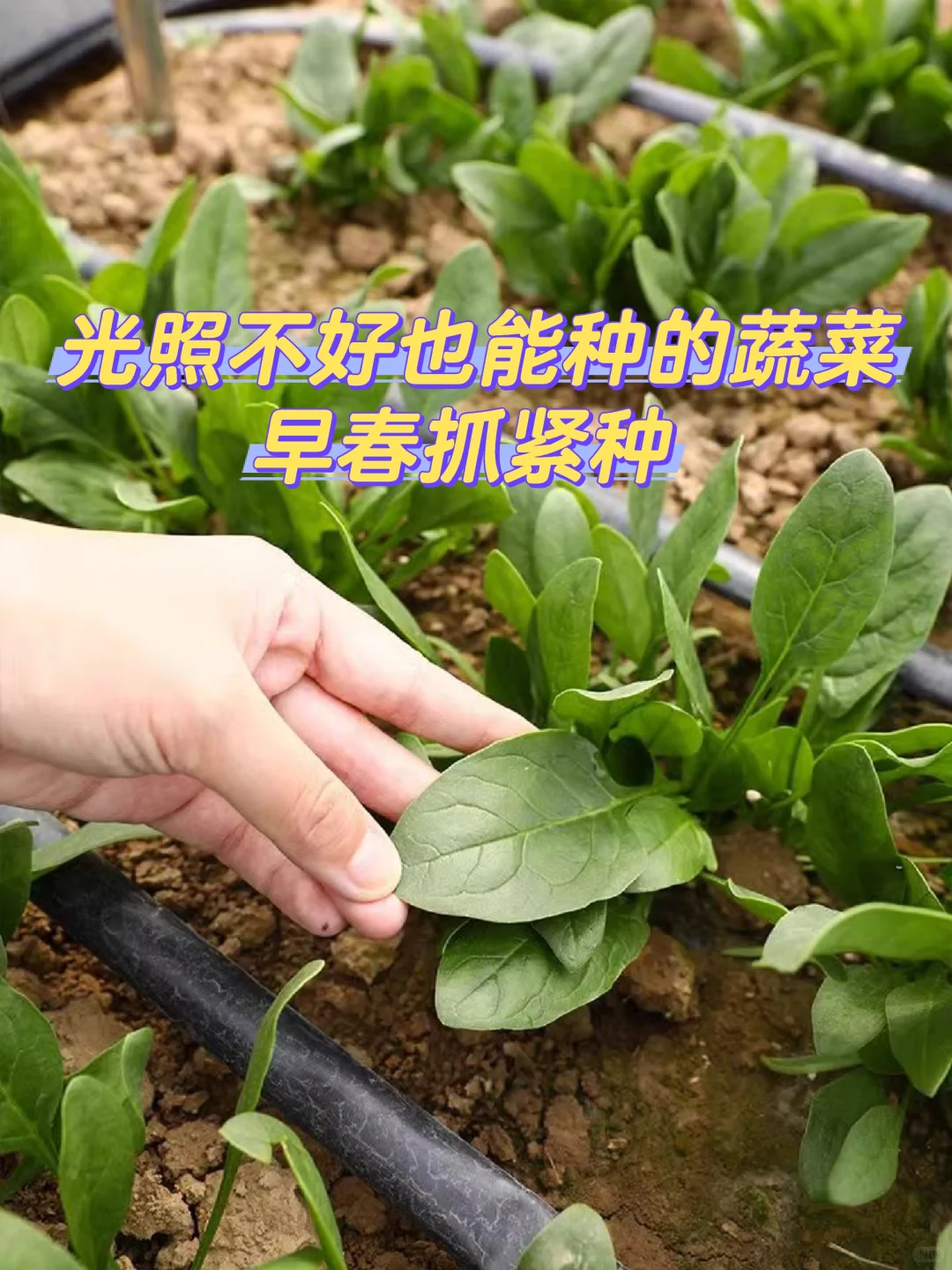 早春抢先种这些菜，收获快，光照不好也能种