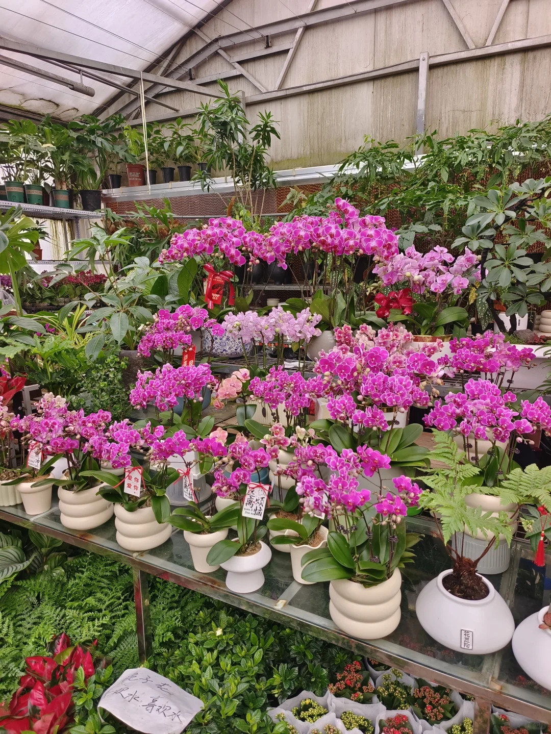 年宵花?年味浓浓?乌鲁木齐绿植