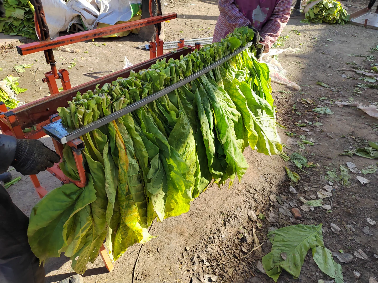 ?乡野日记-烟叶的种植与加工