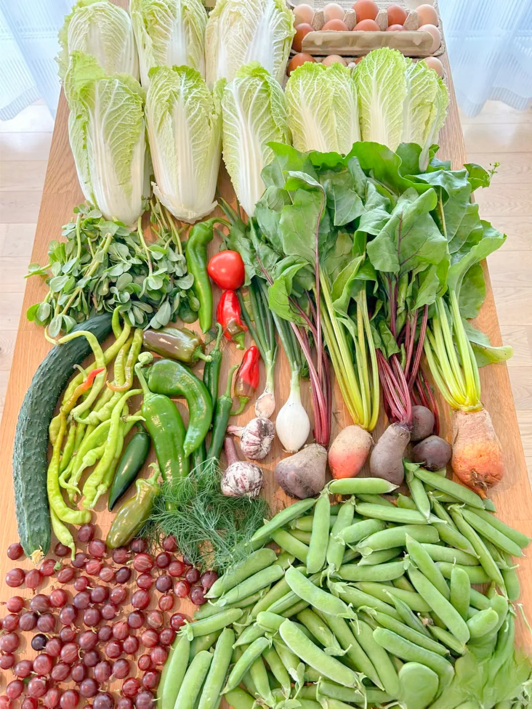 这个收成，在种菜界是什么水平？