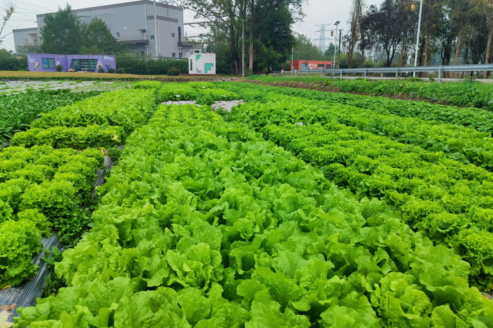 秋收系列||冬季叶菜大合集