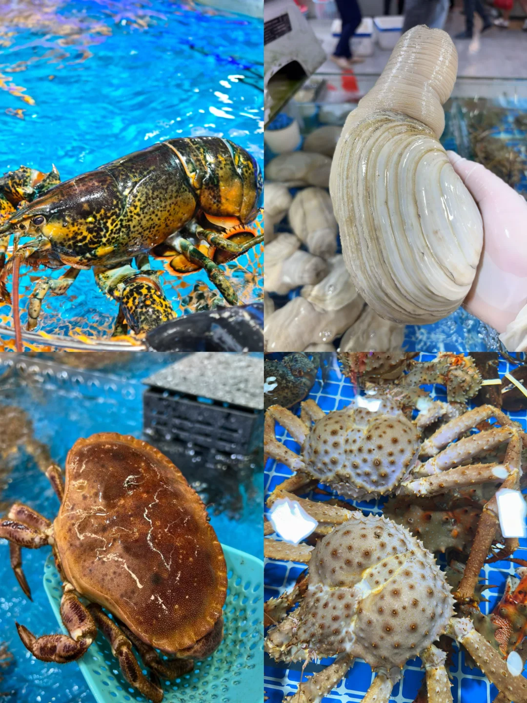 11.14海鲜报价‼️北海便民市场【便民海鲜】