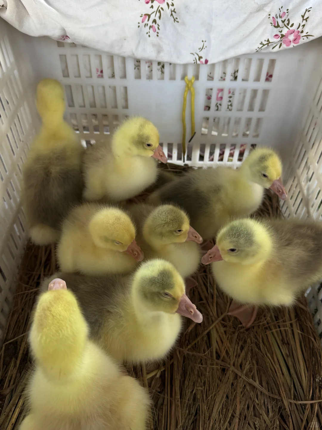 “靠山吃山：大山里这个季节吃啥…..”