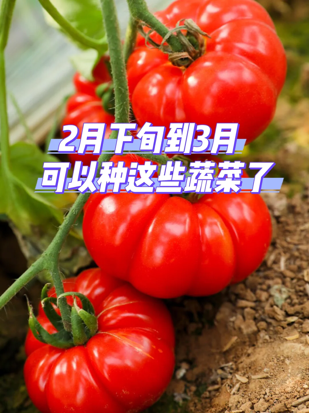 把握种菜黄金期，2月下旬到3月种这些蔬菜