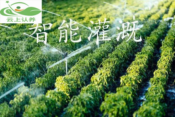 云上认养—物联网技术如何改变农场发展方式