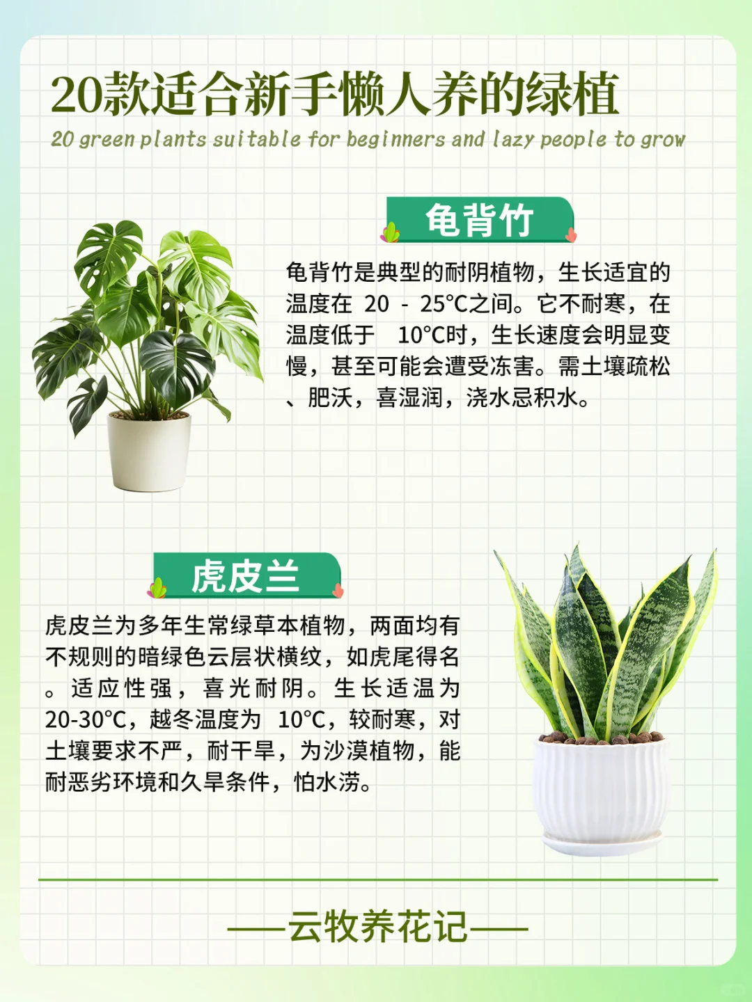 20款好养易活的绿植~新手、懒人小白必备！