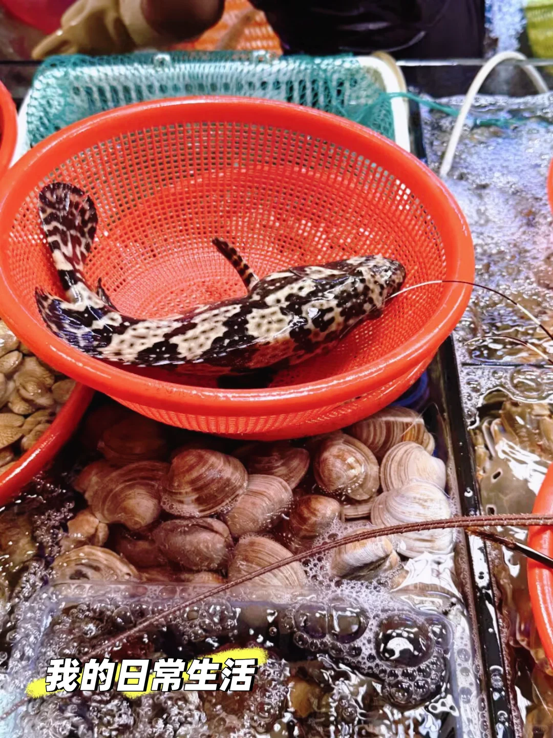 三亚海鲜参考指南 -小店新鲜又划算!?