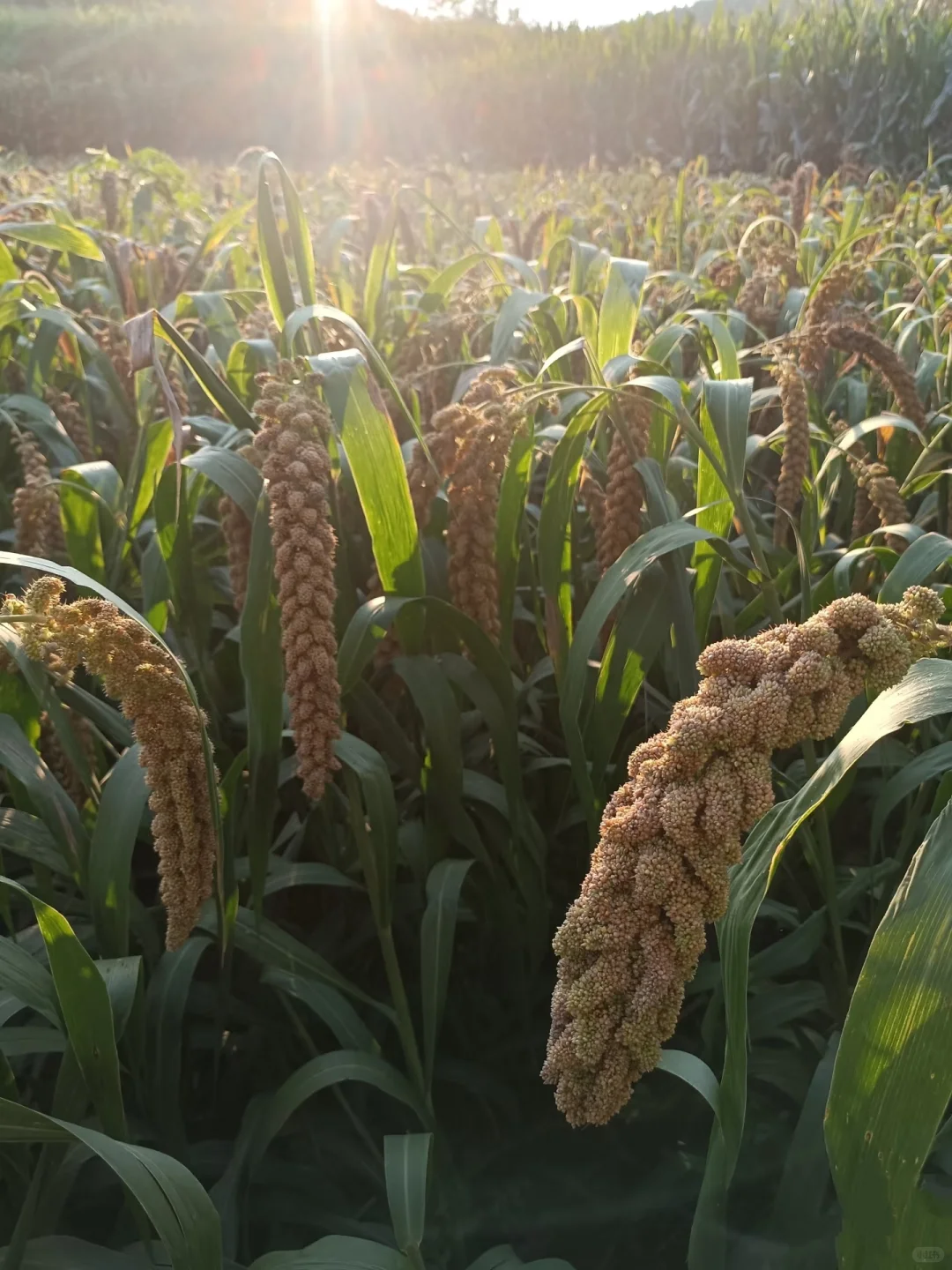 2025年应季新鲜黄小谷子 带壳小米有需要的