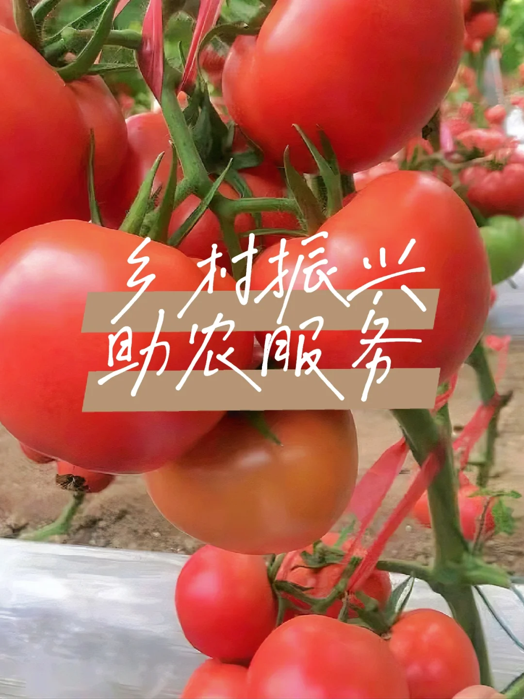 产业兴，则农村兴