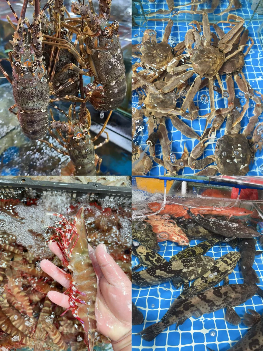 11.17海鲜报价‼️北海便民市场【便民海鲜】