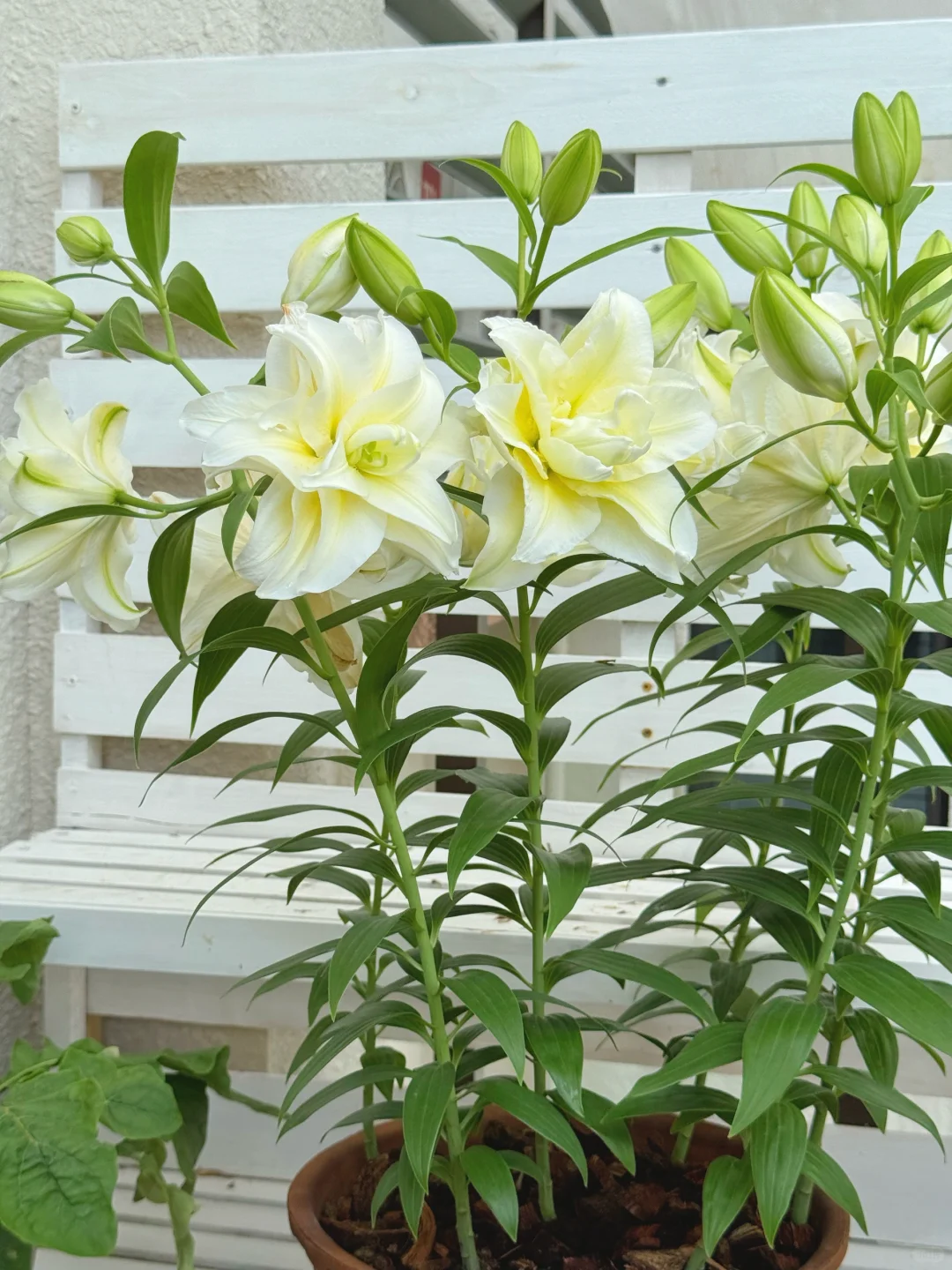 顶着38度高温开花的百合