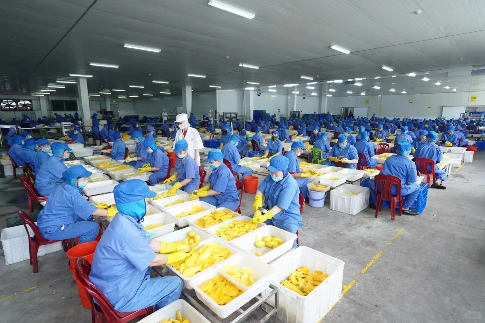 越南芒果干工厂 寻找中国的经销商