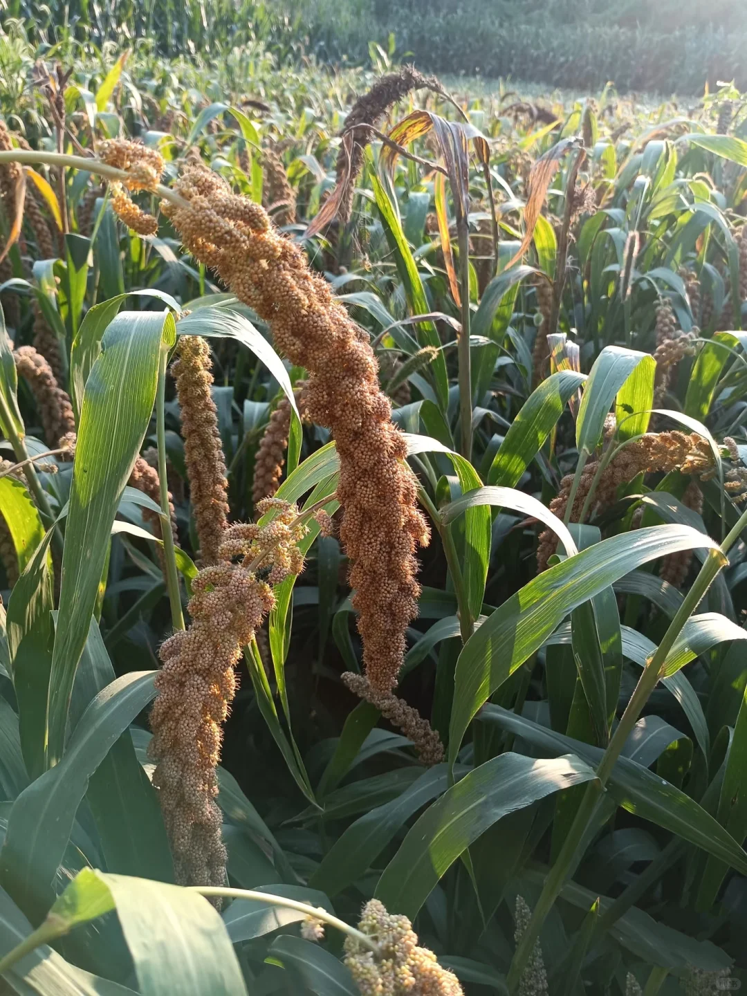 2025年应季新鲜黄小谷子 带壳小米有需要的