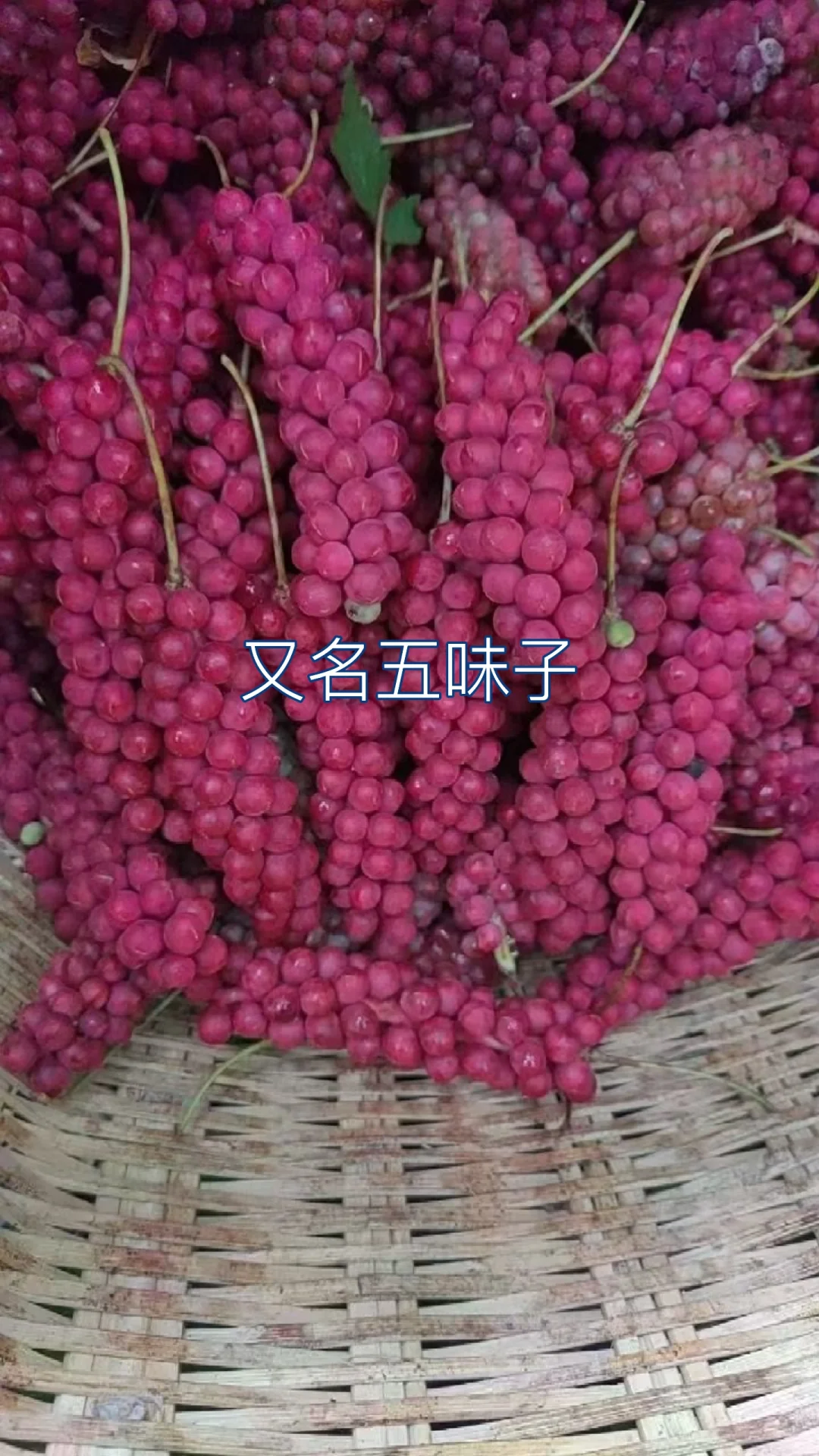 酸包谷，学名五味子