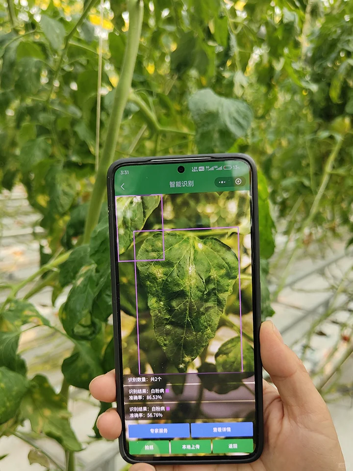 AI智慧植保系统，让蔬菜种植更轻松