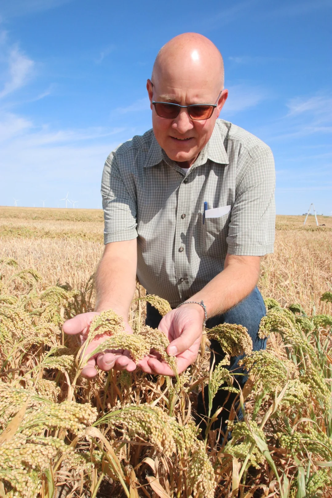 具有气候意识的黍子