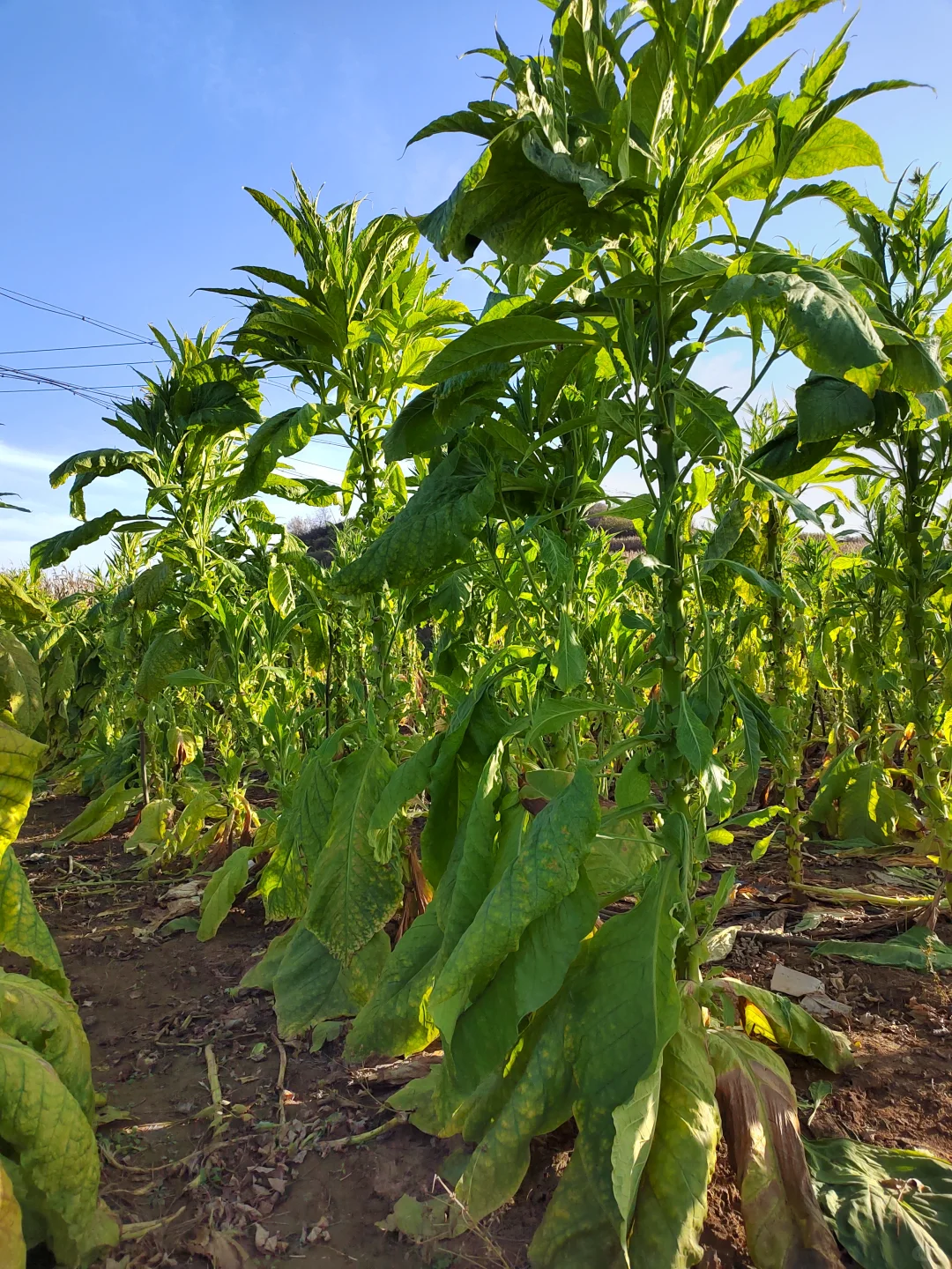 ?乡野日记-烟叶的种植与加工