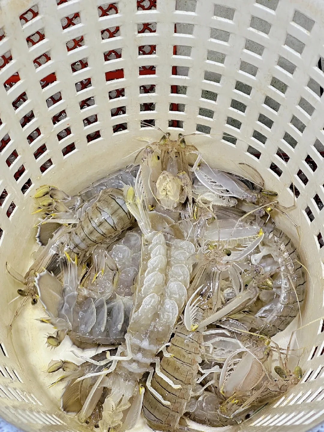 外地游客亲测！三亚第一市场海鲜店