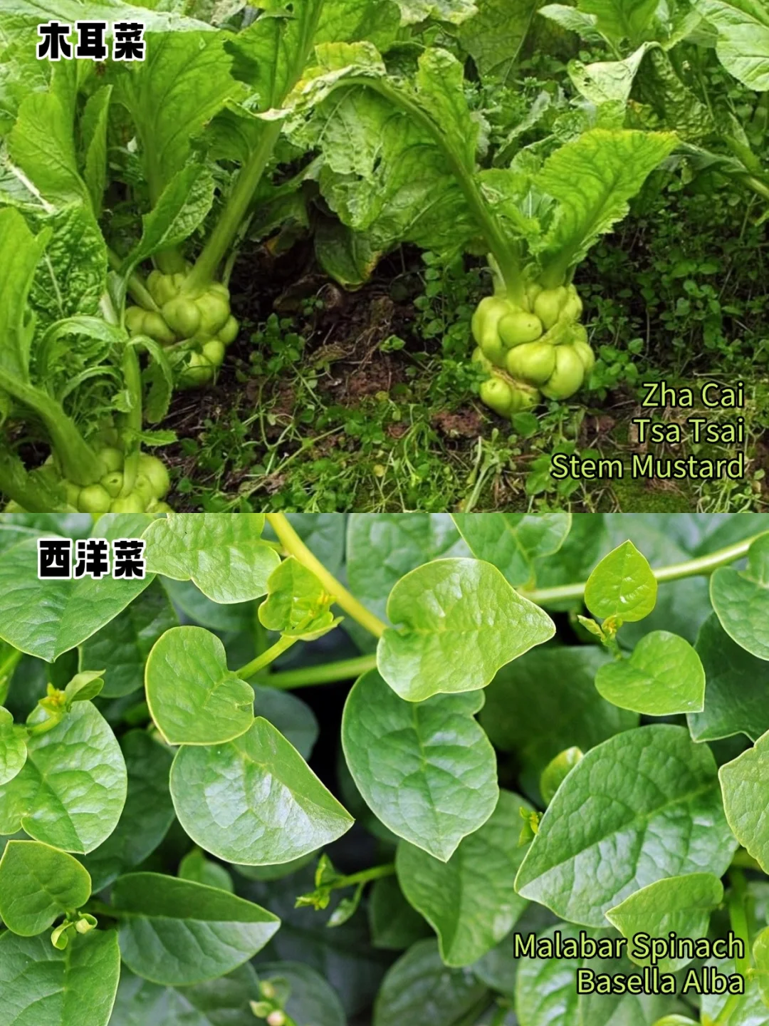 加拿大常见蔬菜中英文对照?叶菜篇