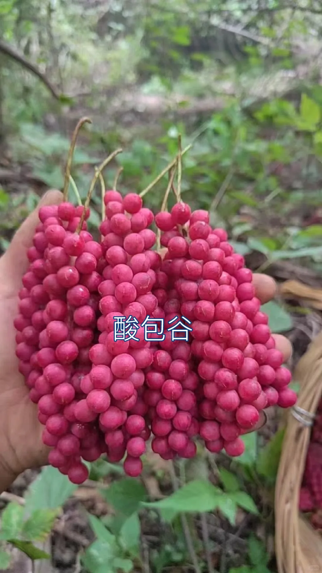 酸包谷，学名五味子