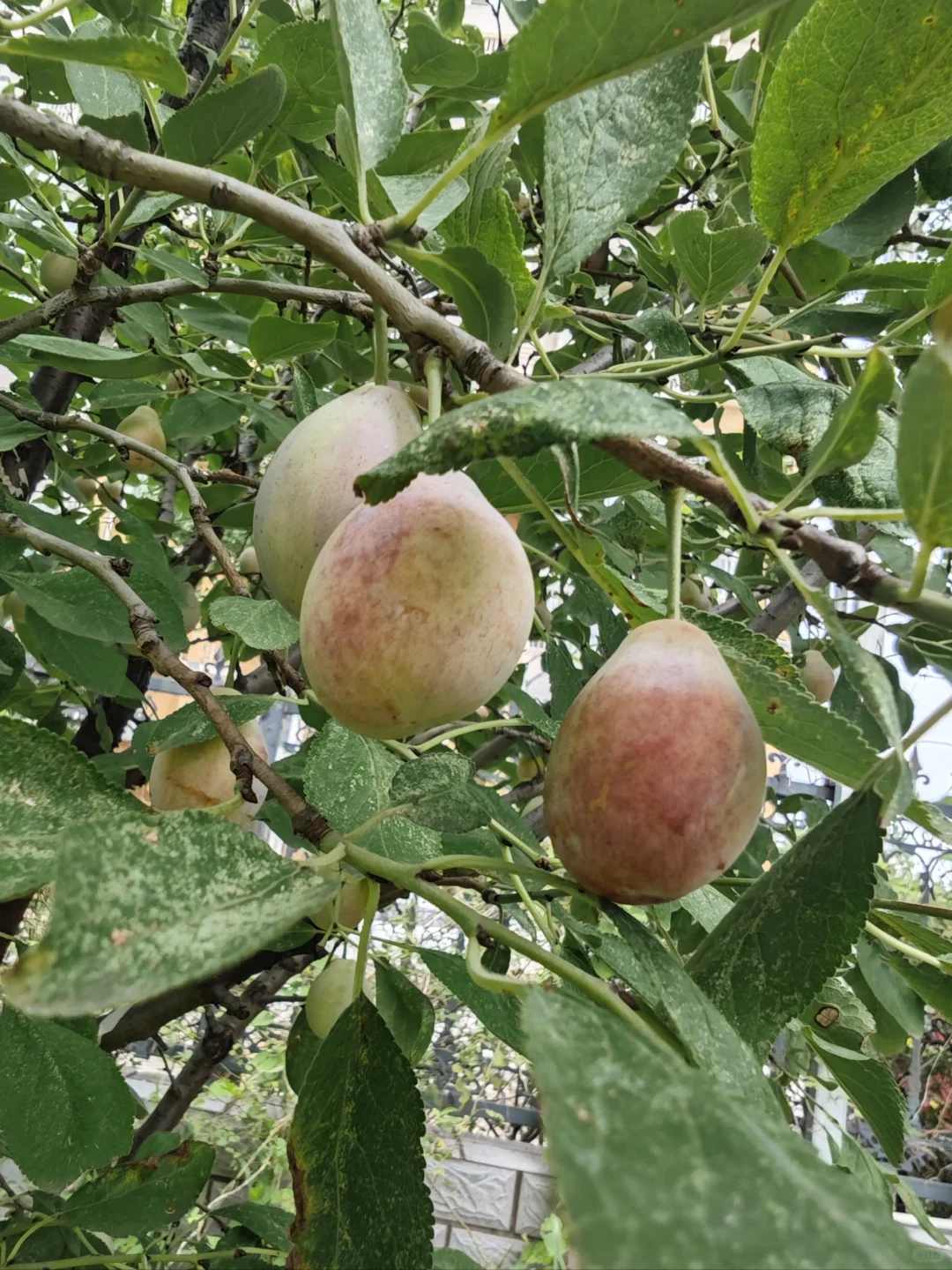 人间烟火气?田园风光美好又治愈?