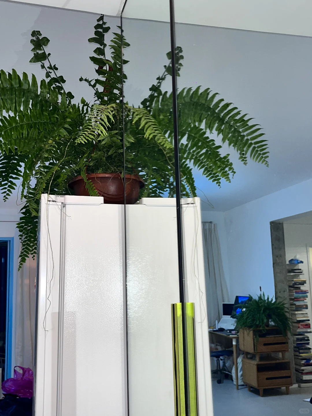 均价不到20的植物