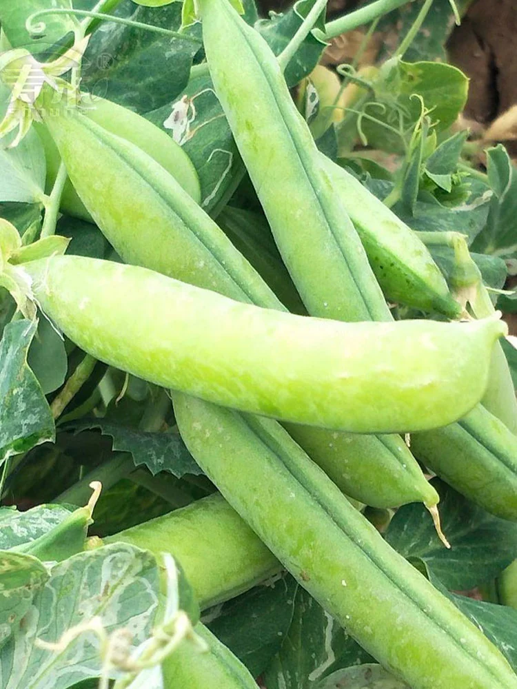 雨水节气到，适合种什么菜？注意事项有哪些