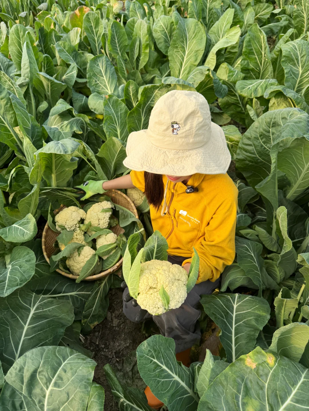 冬天的农场也是生机勃勃滴！一起摘花菜呀~