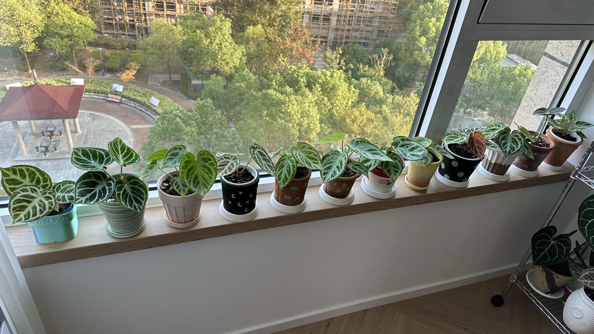 上海花烛过冬（抠搜版