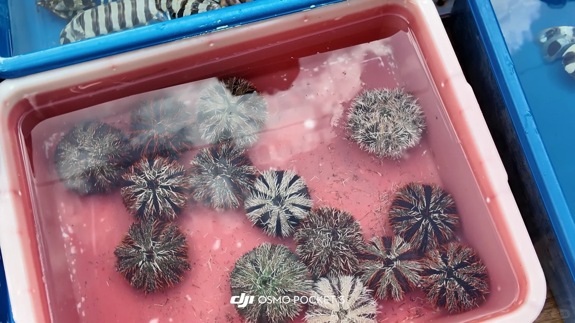 仙本那海鲜市场避坑攻略?2025最新价+砍价