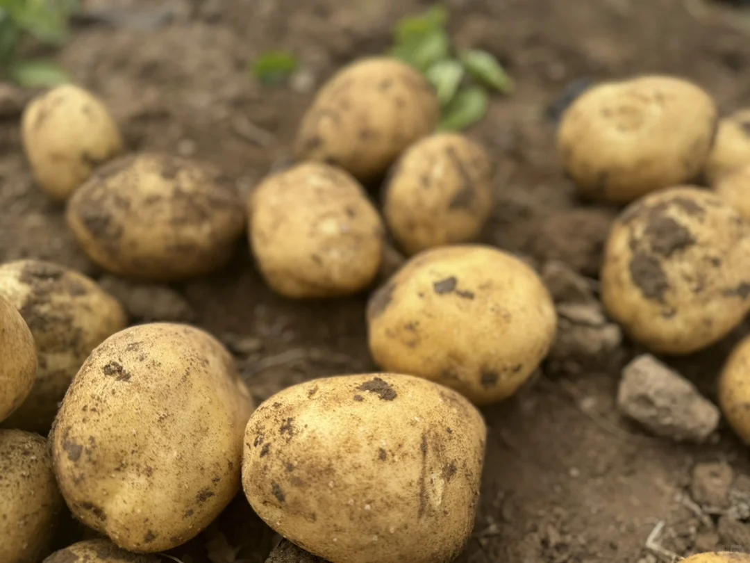 土豆也有天花板，你相信吗