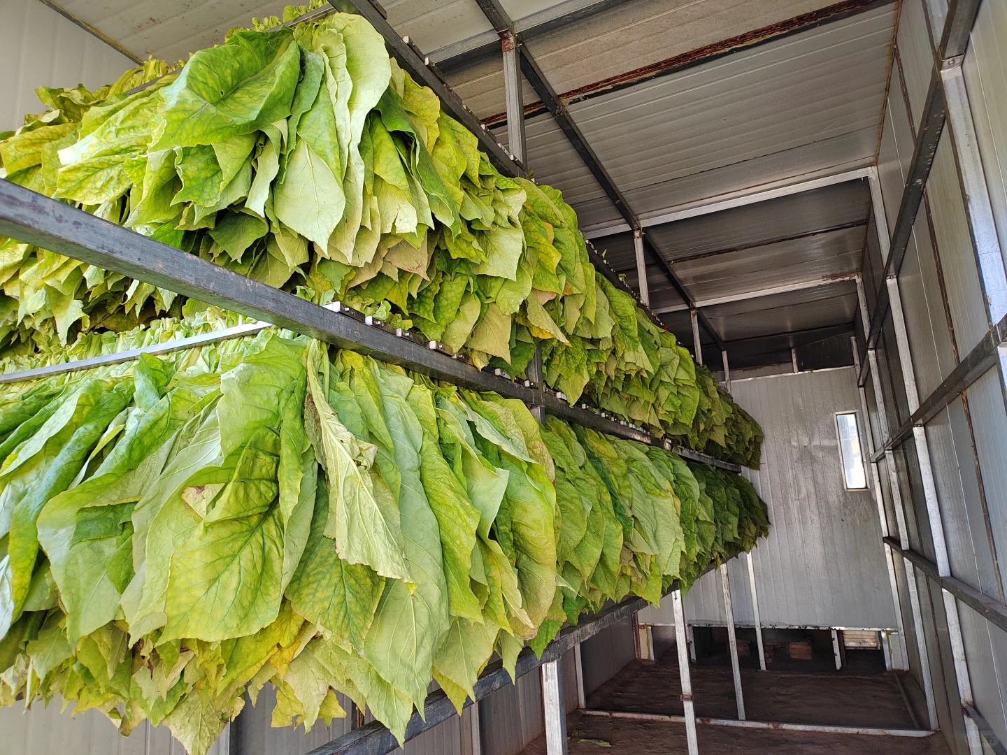 ?乡野日记-烟叶的种植与加工