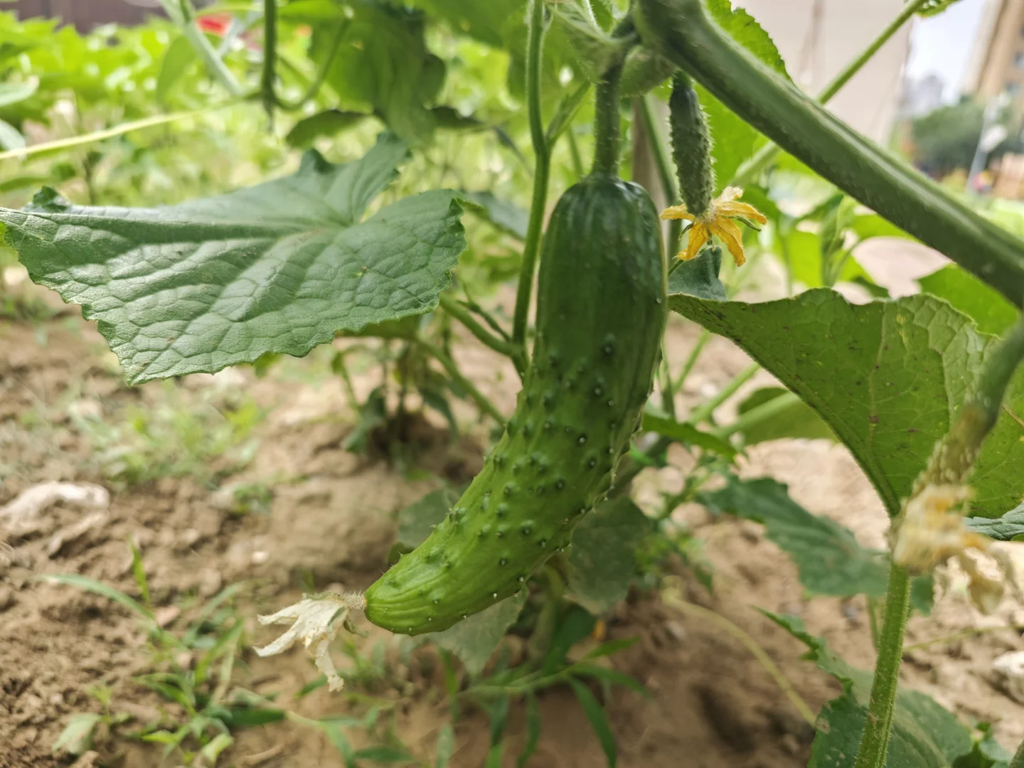 人间烟火气?田园风光美好又治愈?