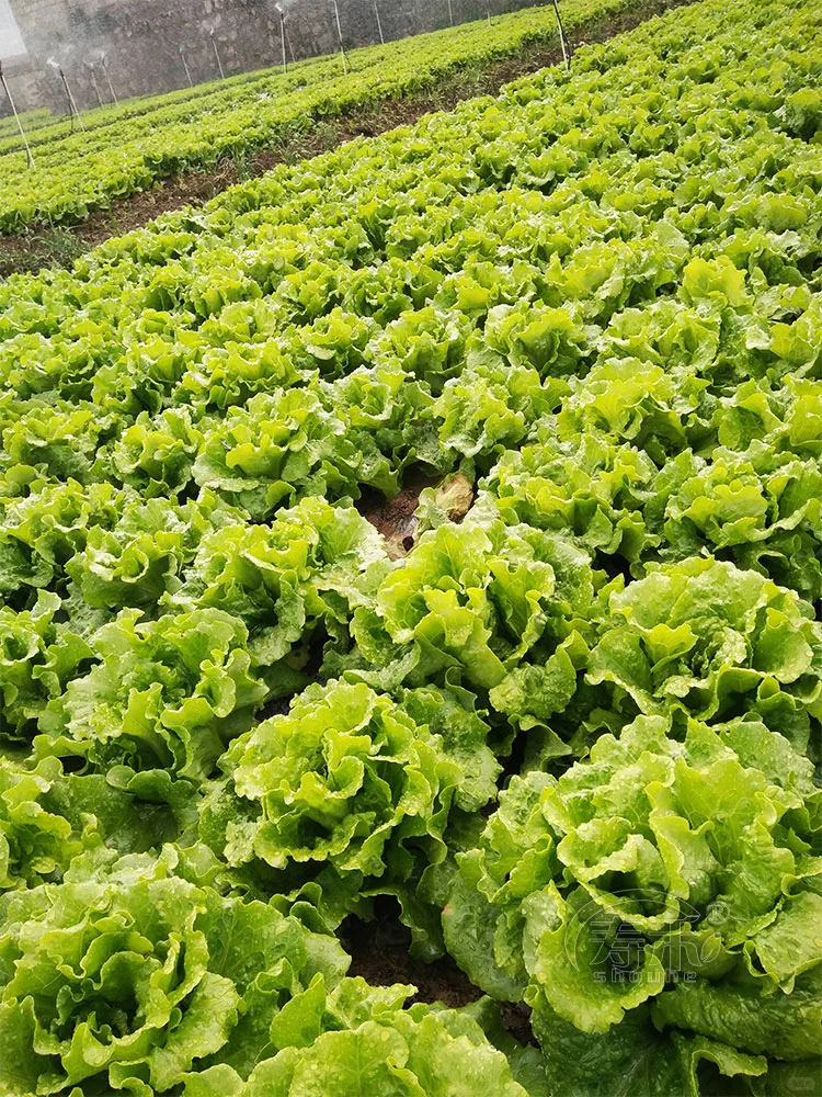 早春抢先种这些菜，收获快，光照不好也能种