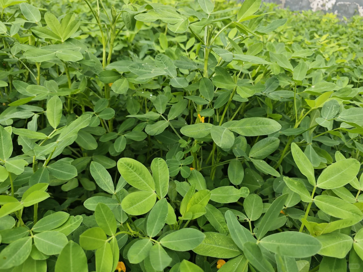 人间烟火气?田园风光美好又治愈?