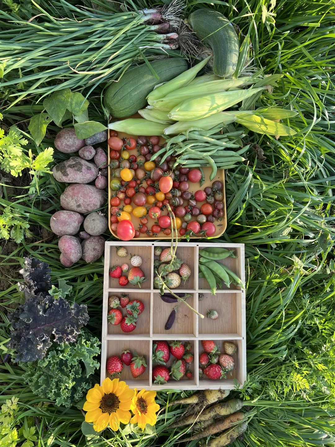 ?你能认出几种菜（附套种案例）