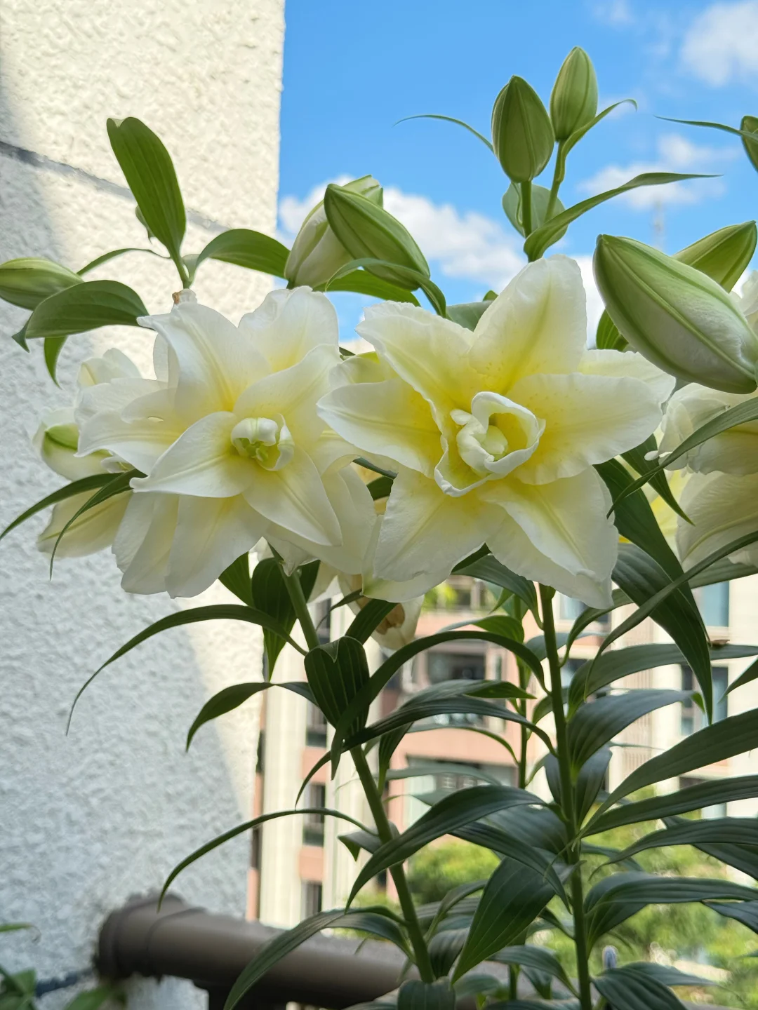 顶着38度高温开花的百合