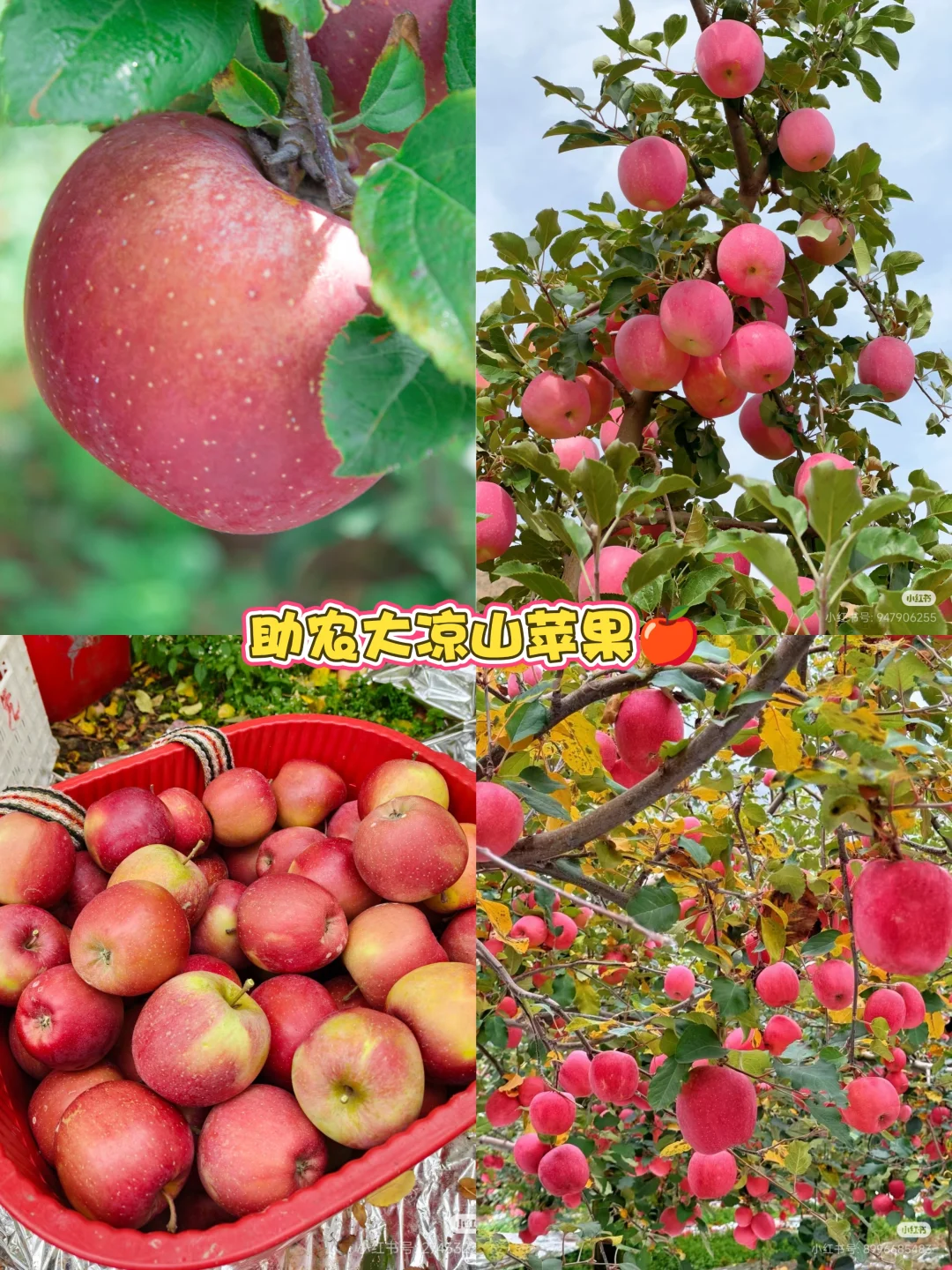 爱心助农行动！联系我们，传递爱心