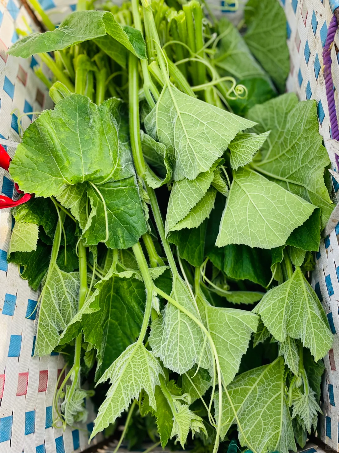 田园的慢生活｜纯天然绿色瓜果蔬菜