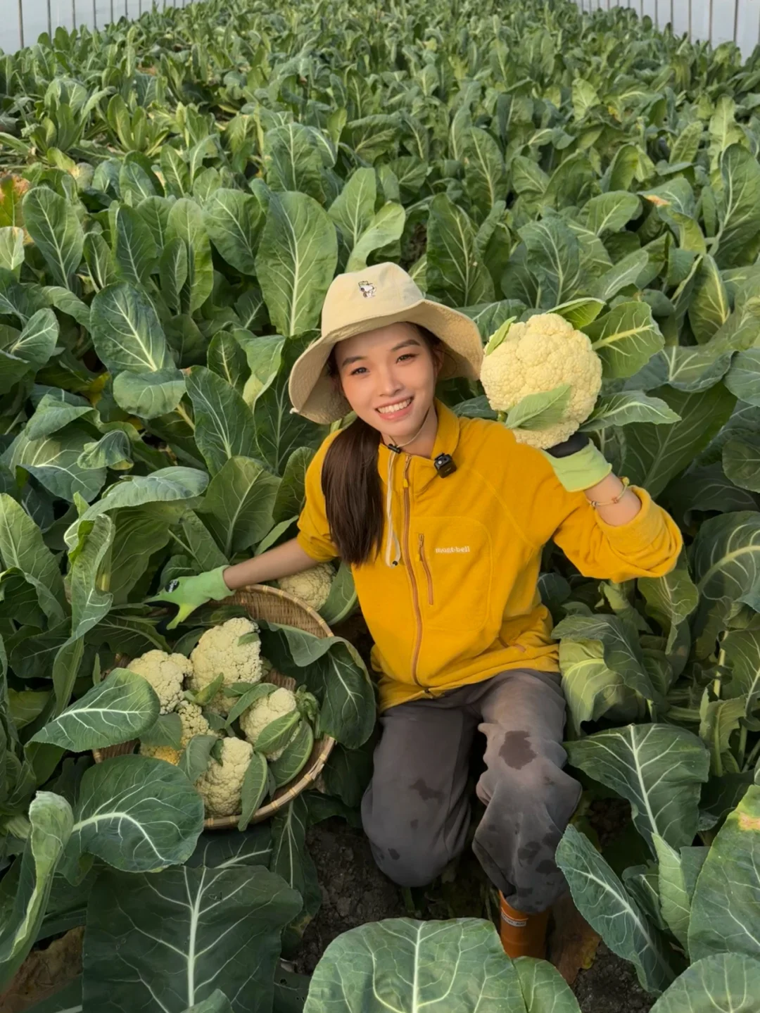冬天的农场也是生机勃勃滴！一起摘花菜呀~