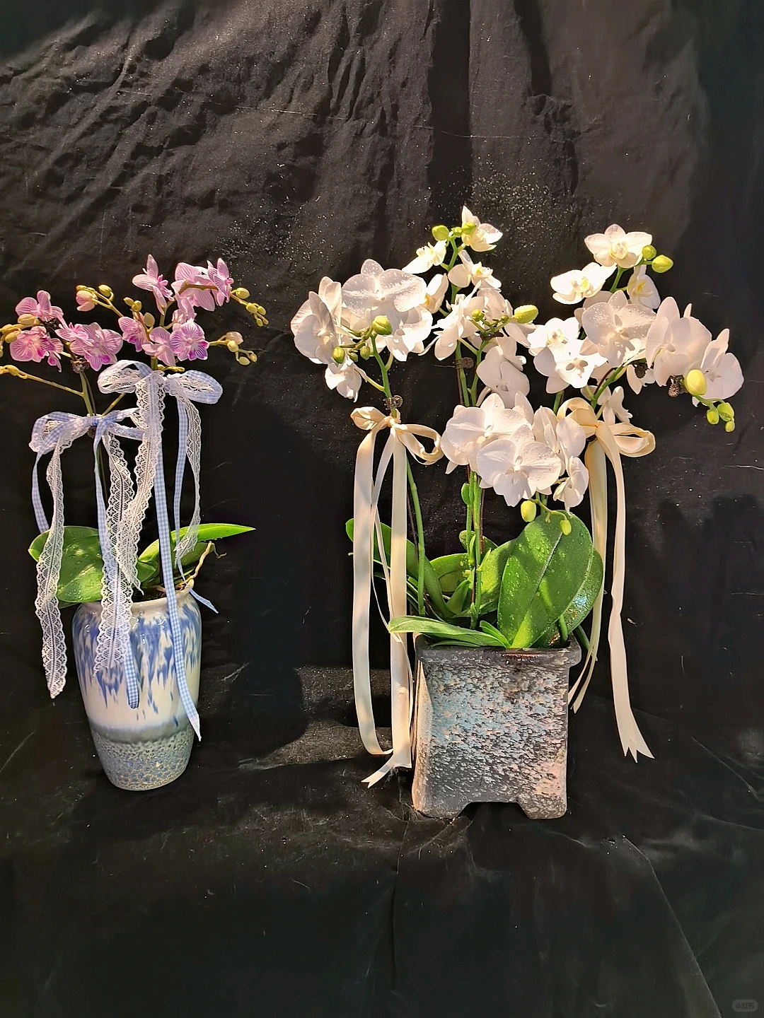 蝴蝶兰收货日记?