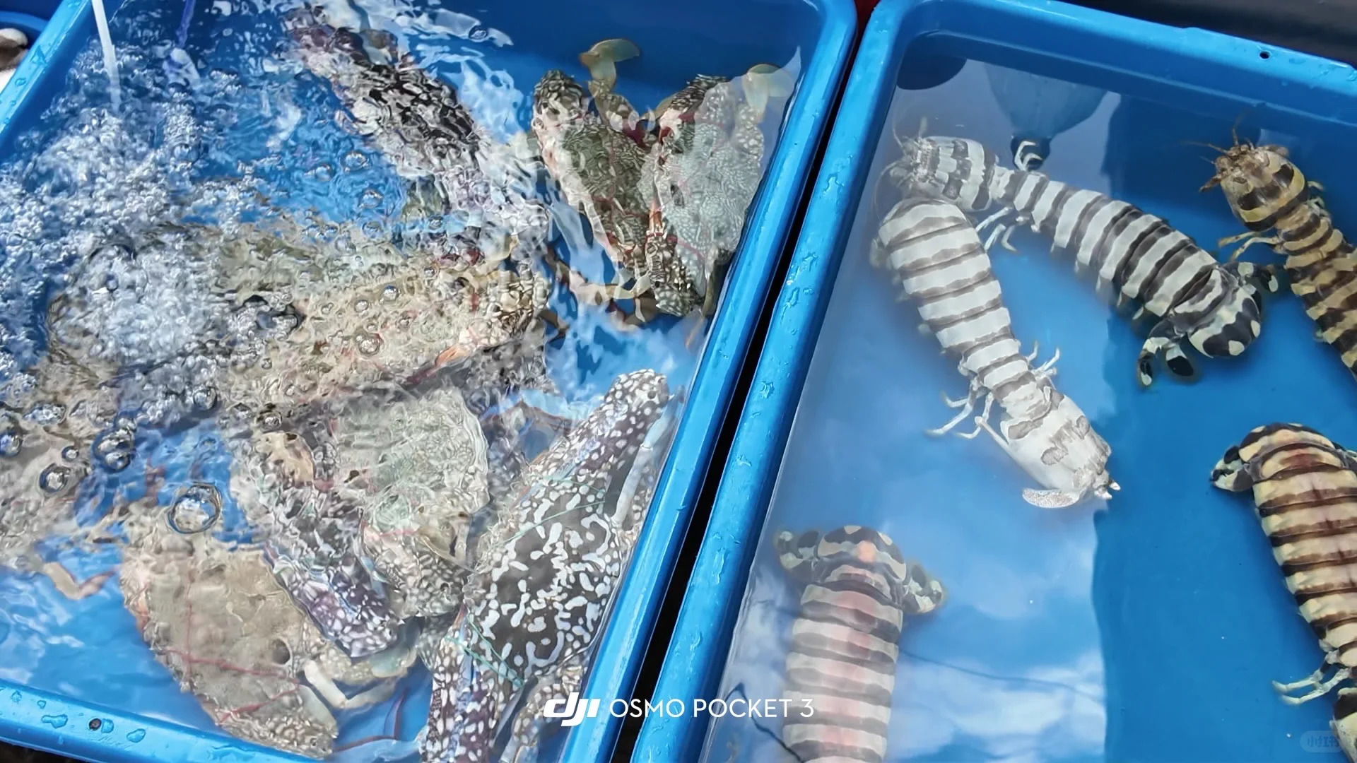 仙本那海鲜市场避坑攻略?2025最新价+砍价