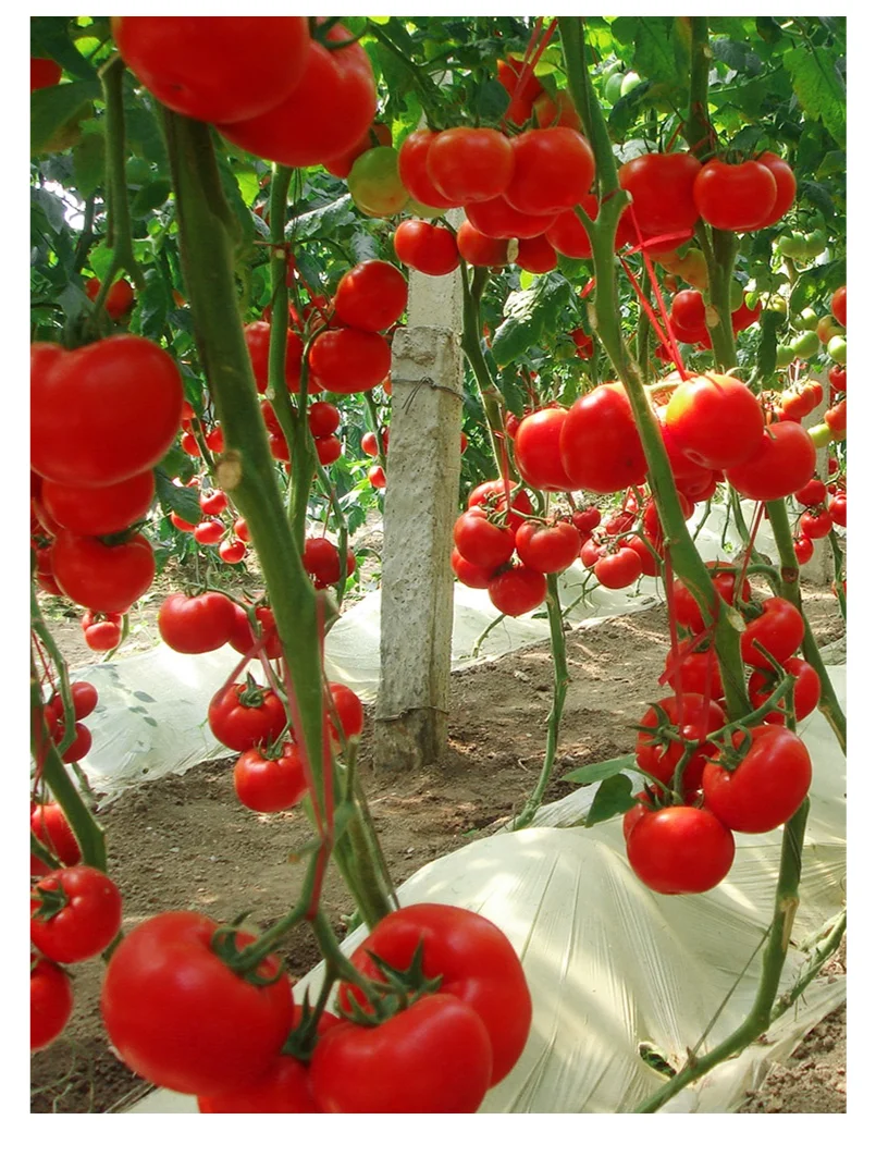 雨水节气到，适合种什么菜？注意事项有哪些