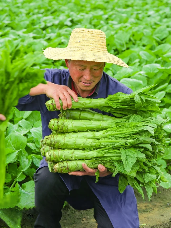 【莴笋种植日记：从绿意萌动到餐桌上的清新】