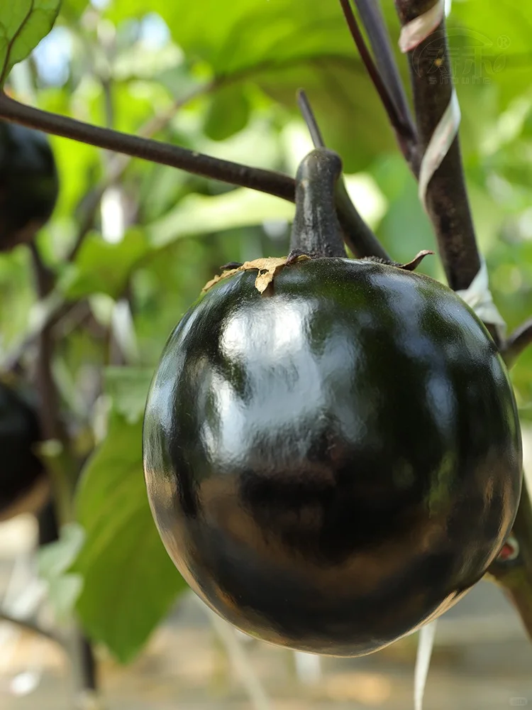 把握种菜黄金期，2月下旬到3月种这些蔬菜