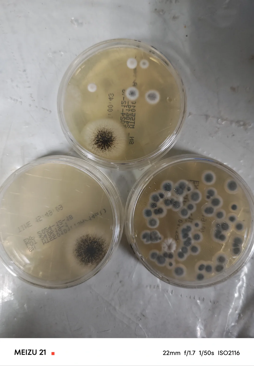 洁净区环境监测