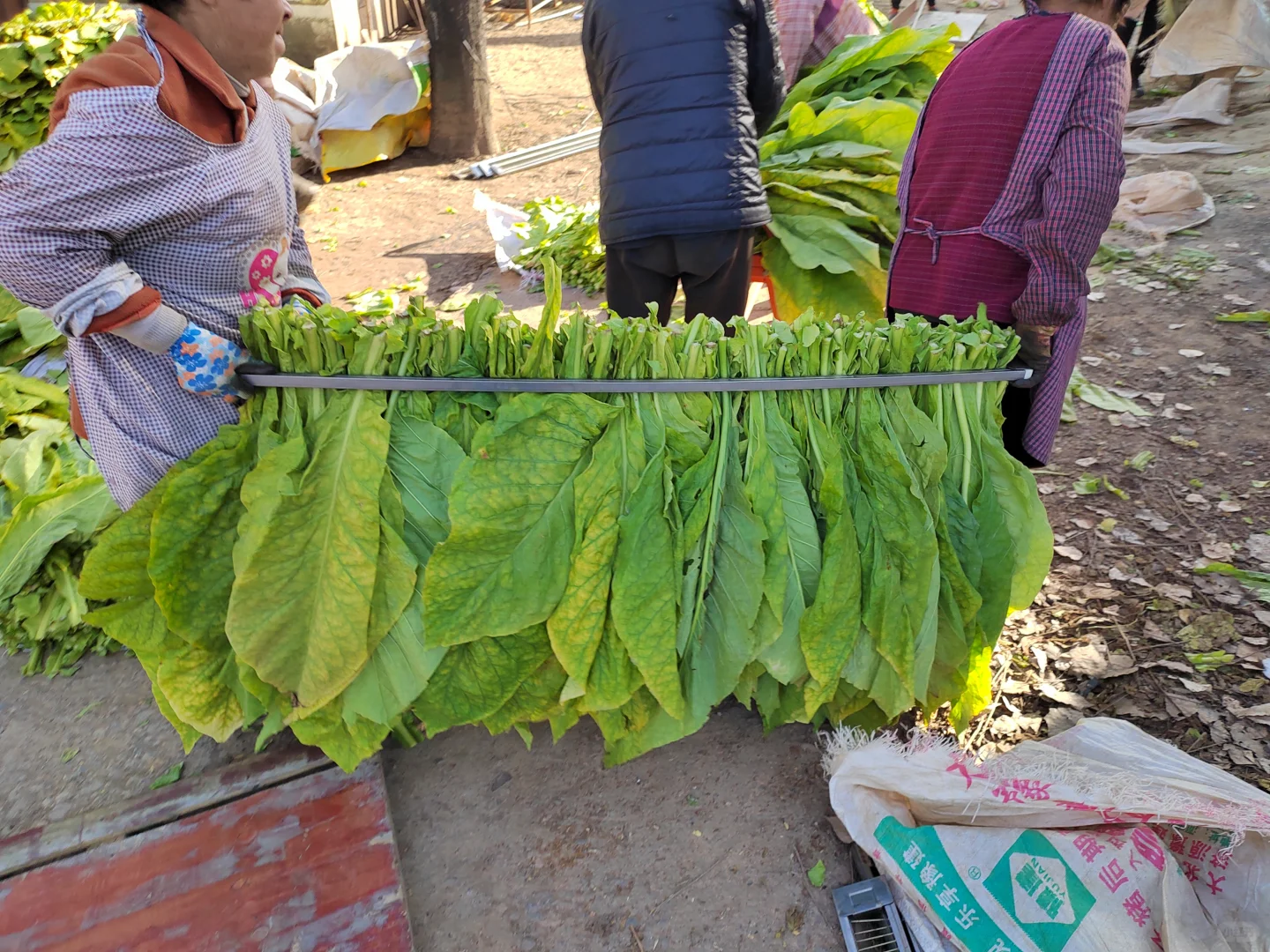 ?乡野日记-烟叶的种植与加工