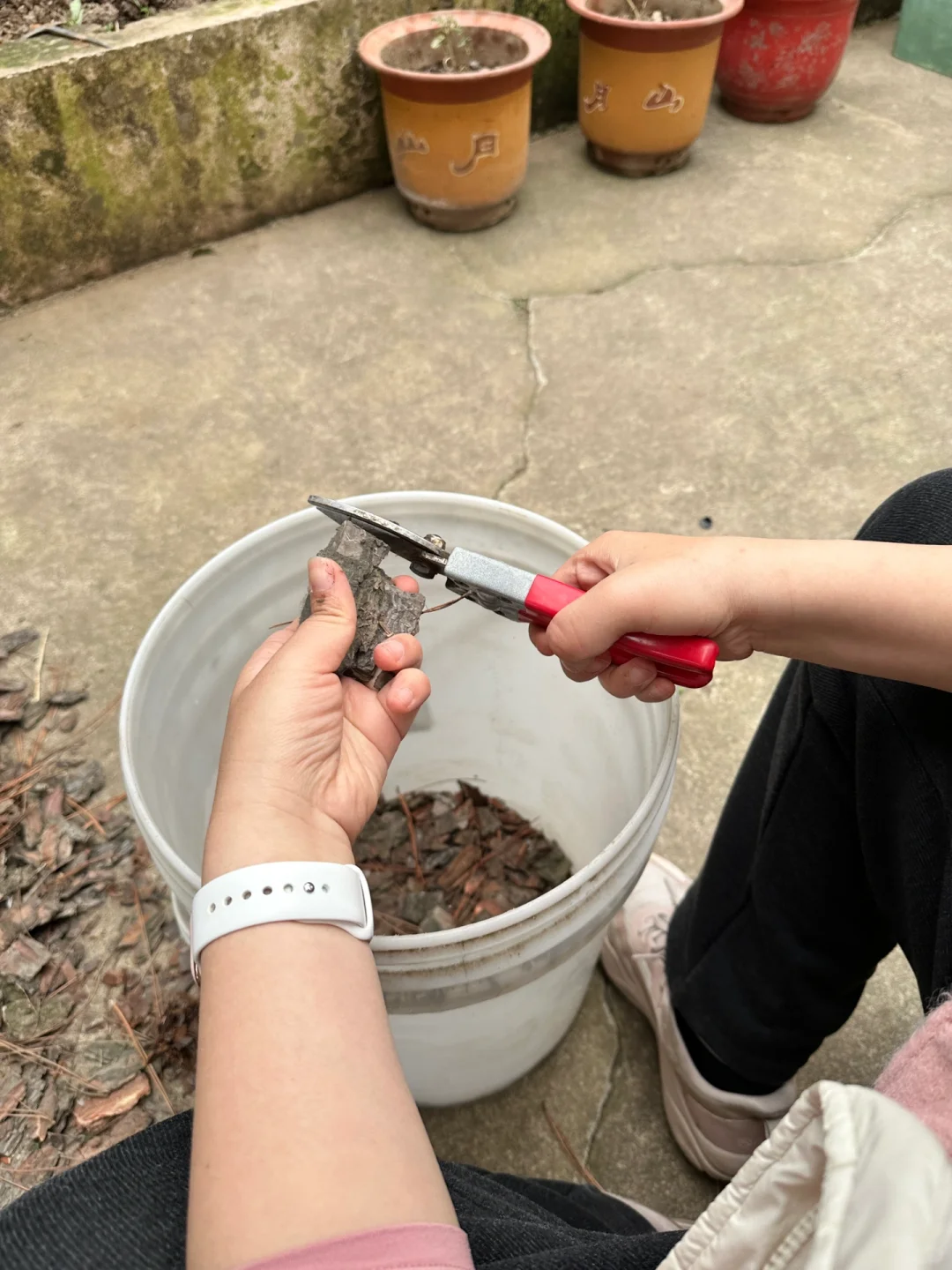 带娃上山捡松鳞，为种蓝莓费尽心思