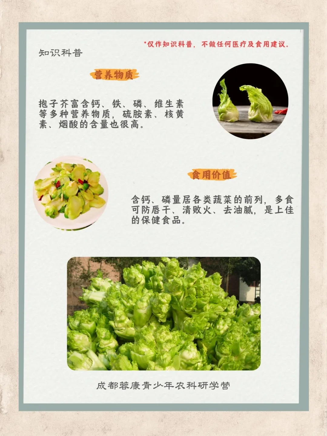 ［知识科普］儿菜