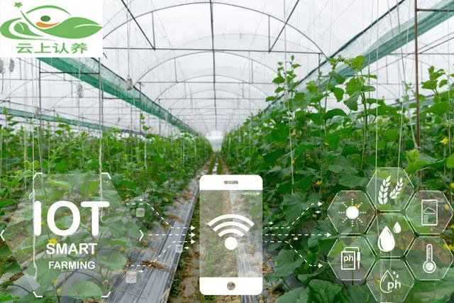 云上认养—物联网技术如何改变农场发展方式